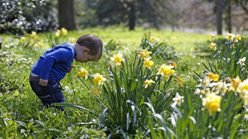 Boy exploring the daffodils in the garden at Tyntesfield, North Somerset